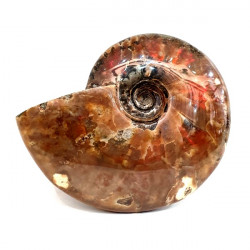cleoniceras besairei "ammolite" 