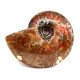 cleoniceras besairei "ammolite" 