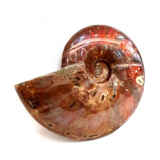 cleoniceras besairei "ammolite" 
