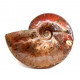 cleoniceras besairei "ammolite" 