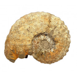 Pseudaspidoceras sp.