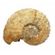 Pseudaspidoceras sp.
