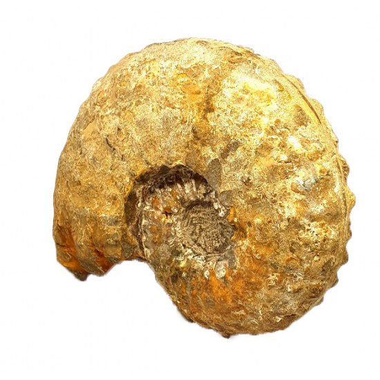 Pseudaspidoceras sp.