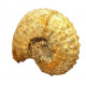 Pseudaspidoceras sp.