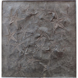 astropecten martis and ophidiaster davidsoni plate 31