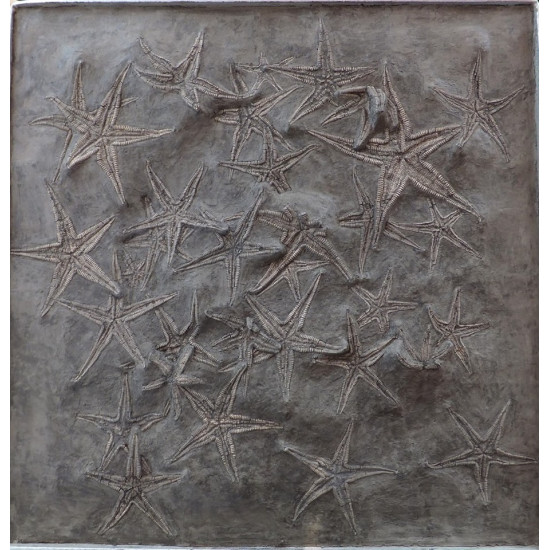 astropecten martis and ophidiaster davidsoni plate 31