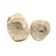 Bellerophon sp.