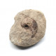 Bellerophon sp.