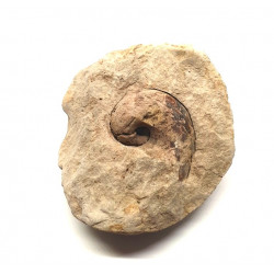 Bellerophon sp.