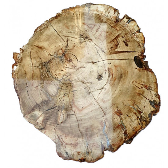 petrified wood from madagascar 