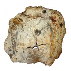 fossil wood from madagascar