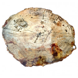 fossil wood from madagascar