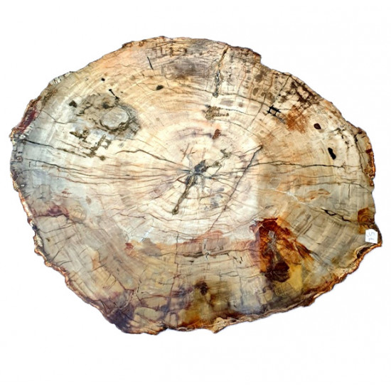 fossil wood from madagascar