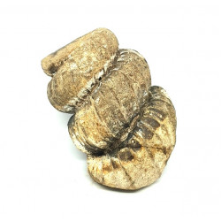 Cochloceras sp.