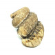Cochloceras sp.