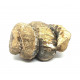 Cochloceras sp.