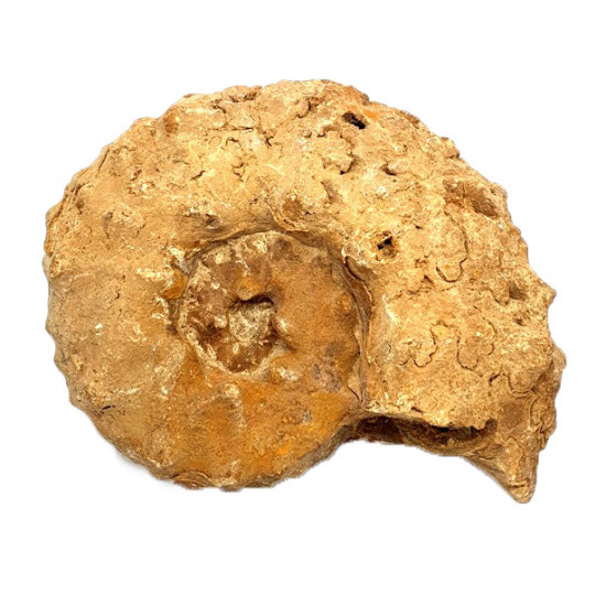 Pseudaspidoceras conciliatum