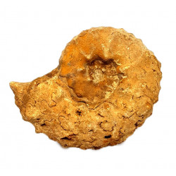 Pseudaspidoceras conciliatum