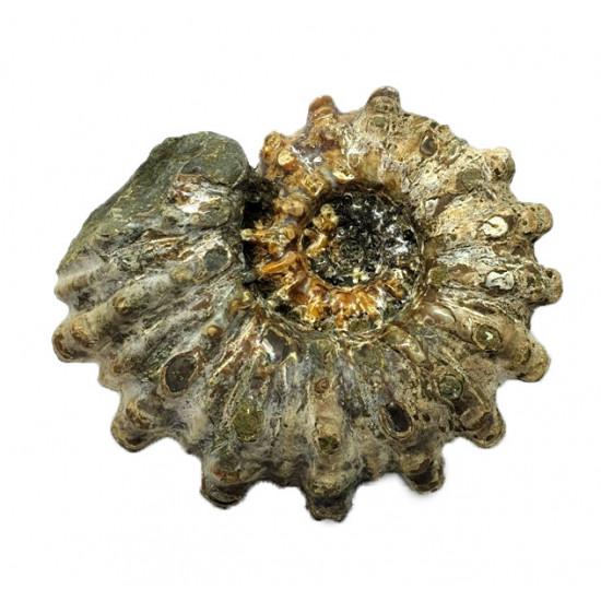 Douvilleiceras inaequinodum
