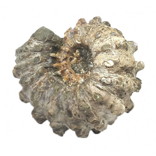 Douvilleiceras inaequinodum
