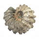 Douvilleiceras inaequinodum