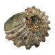 Douvilleiceras inaequinodum