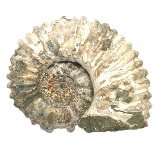 Douvilleiceras mammilatum