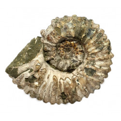 Douvilleiceras mammilatum