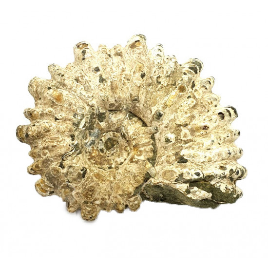 Douvilleiceras mammilatum