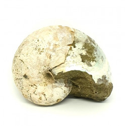 Cymatoceras sakalavae (nautile)