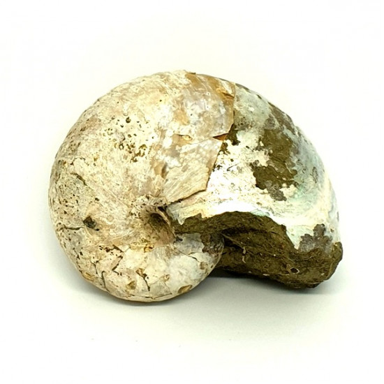 Cymatoceras sakalavae (nautile)