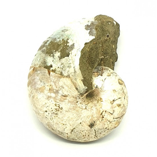 Cymatoceras sakalavae (nautile)