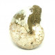 Cymatoceras sakalavae (nautile)