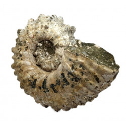 Douvilleiceras mammilatum