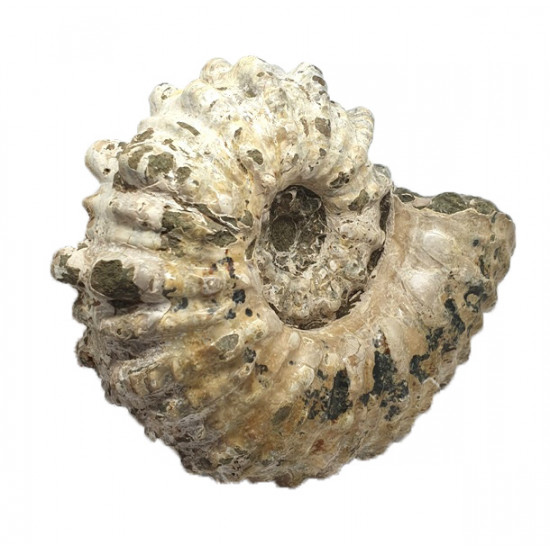 Douvilleiceras mammilatum