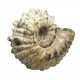 Douvilleiceras mammilatum
