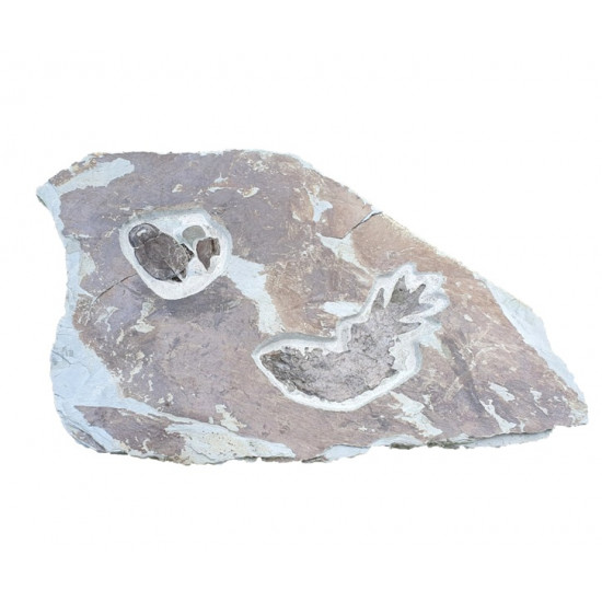 bothriolepis canadensis and eusthenopteron foordi