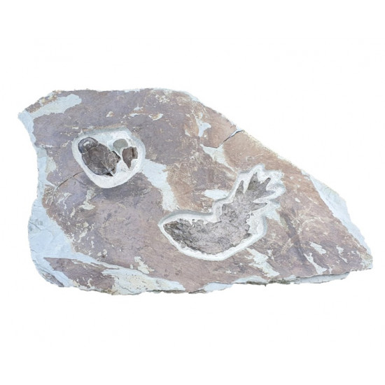 bothriolepis canadensis and eusthenopteron foordi