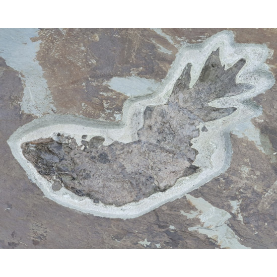 bothriolepis canadensis and eusthenopteron foordi