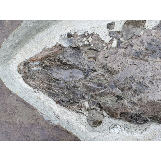 bothriolepis canadensis and eusthenopteron foordi