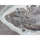 bothriolepis canadensis and eusthenopteron foordi
