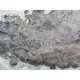 bothriolepis canadensis and eusthenopteron foordi