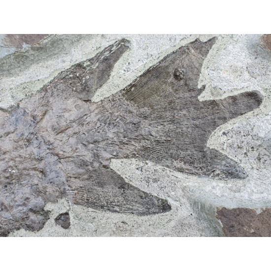 bothriolepis canadensis and eusthenopteron foordi