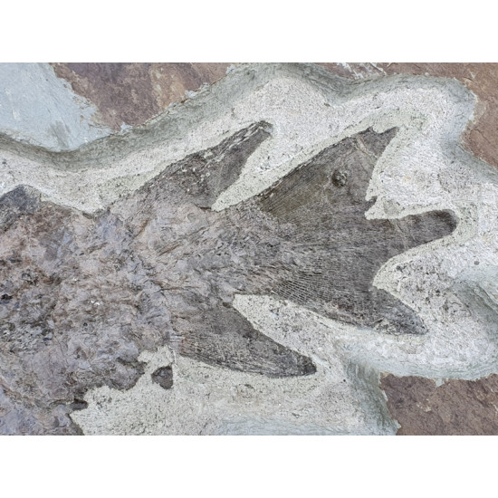 bothriolepis canadensis and eusthenopteron foordi