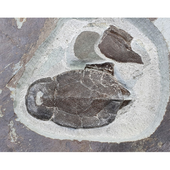 bothriolepis canadensis and eusthenopteron foordi