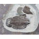 bothriolepis canadensis and eusthenopteron foordi