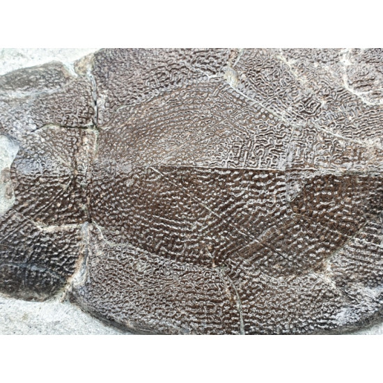 bothriolepis canadensis and eusthenopteron foordi