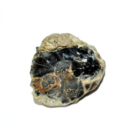notopocorystes stokesii