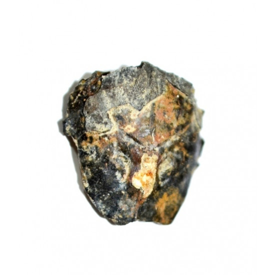 notopocorystes stokesii