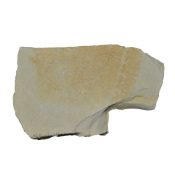 sinosura kelheimense